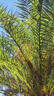 Bereketli bir palmiye ağacı ılık öğleden sonra esintisinde sallanır, yeşil yaprakları güneş ışığını yakalar. Açık mavi gökyüzü konumun barışçıl atmosferini arttırır. Doğa burada gelişir..