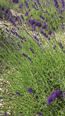 Lavanta tarlaları serin bir bahçede parlak güneş ışığı altında rüzgarda çiçek açar ve sallanır.