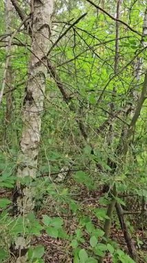 Yaz güneşinde huş ağaçlarıyla sakin bir orman manzarasını keşfediyorum.