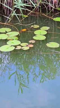 Zambak pedleri, etrafındaki bitkileri ve parlak mavi gökyüzünü yansıtan sakin suyun üzerinde dinleniyor. Bu barışçıl açık alan rahatlamayı ve doğayla bağlantıyı davet ediyor..