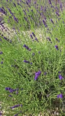 Sıcak yaz melteminde hafifçe sallanan lavanta çiçeklerinin canlı görüntüsünün tadını çıkar. Bu dingin ortam, yeşilliklerle çevrili kayalık bir arazide sıralanmış mor çiçekleri barındırır..