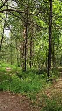 Berrak, güneşli bir günde, yemyeşil bir parkta, ağaçlarla kaplı sakin bir patikayı keşfedin.