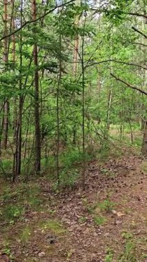 Yeşil yapraklarla dolu sık bir ormanda huzurlu bir yürüyüş. Güneş ışığı yaprakların arasından süzülerek doğa aşıkları için mükemmel huzurlu bir atmosfer yaratır..