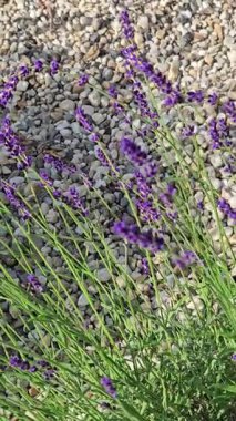 Lavanta bitkileri, öğleden sonra güneşli bir bahçede huzur içinde çiçek açarlar.