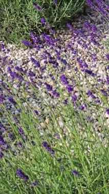 Güneşli bir öğleden sonra bahçede lavanta çiçek açar. Canlı renkler ve doğal güzellikler sergiler.