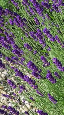 Büyük lavanta çiçekleri, parlak mor renkler sergileyerek güneşli bir yerde bol bol yetişir. Bitkiler hafif bir esintide hafifçe sallanarak sakin bir atmosfer yaratırlar..