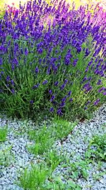Yeşil çimenler ve parlak güneş ışığında çakıl yollarıyla çevrili güzel lavanta tarlaları.