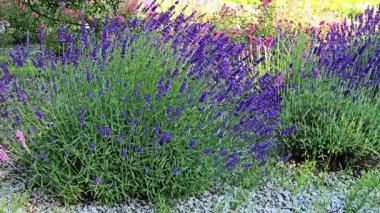 Renkli lavanta çiçekleri ve canlı güller huzurlu bir ortamda göz kamaştırıcı bir bahçe görüntüsü yaratır.