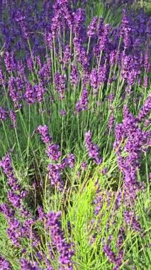 Bahar sonlarında açan büyüleyici lavanta tarlalarını keşfedin.