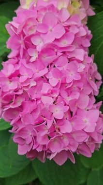 Parlak pembe ortanca yemyeşil bir bahçede açar baharda doğanın güzelliğini gözler önüne serer.