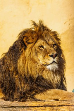 Bir erkek aslan portresi