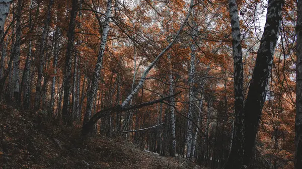 Almaty dağlarında sonbahar