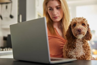 Evcil Cockapoo Köpeği Araştırma Sigortası Olan Kadın Evdeki Laptopta