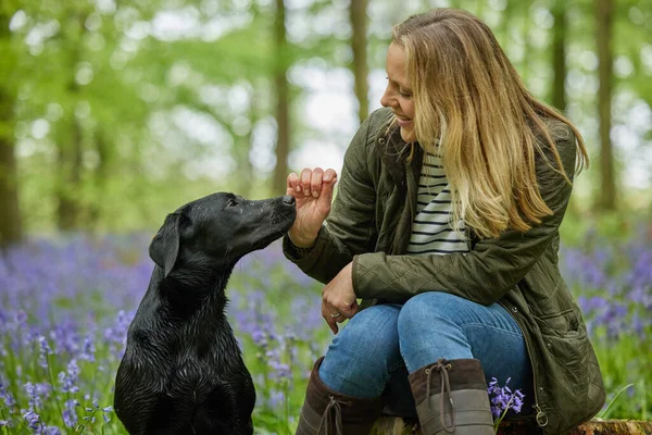 Mature Woman Loving Black Labrador Dog Spring Walk Bluebells Countryside Stockbild