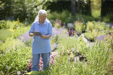 Emekli kıdemli kadın Bahçe Merkezi 'nde yarı zamanlı çalışıyor Dijital Tablet kullanarak fabrikaları kontrol ediyor