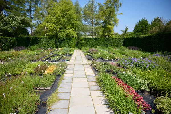 stock image Flowers And Plants Growing Outdoors At Garden Centre With No People