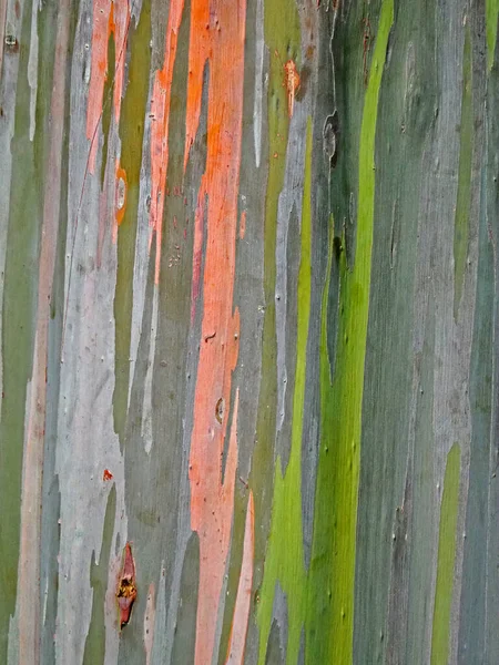 彩虹桉树的闭合纹理 不同色度的橙绿色胶树树皮的彩色图案 Eucalyptus Deglupta的垂直视图 — 图库照片#