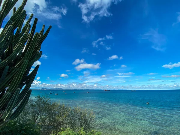 Velký Kaktus Výhledem Krajinu Čisté Klidné Tyrkysově Modré Mořské Vody — Stock fotografie