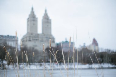 Ön planda uzun çimenler, Central Park 'ın ufuk çizgisi manzaralı ve arka planda tarihi binalar var..