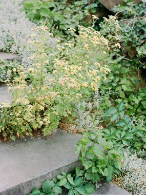Yaban çiçekleri, yıpranmış taş basamaklarla çiçek açar. Canlı bir yaz bahçesinde doğanın güzelliğini gözler önüne serer..