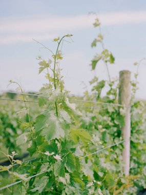 Üzümler sarmaşıklarda büyür, parlak mavi bir gökyüzünün altında güneşlenir ve güneşin sıcaklığının tadını çıkarırlar..