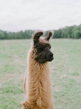 Bir lama, yemyeşil yemyeşil ve sakin bir atmosferle çevrili açık bir alanda sakince poz verir..