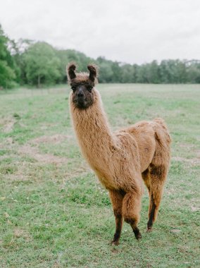 Kahverengi bir lama bulutlu bir gökyüzünün altında yeşil çimlerde duruyor. Benzersiz özelliklerini ve sakin tavırlarını sergiliyor..