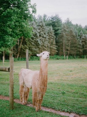 Bulutlu bir gökyüzünün altındaki yüksek ağaçlar tarafından çerçevelenmiş yemyeşil bir tarlada huzur içinde duran bir alpaka..