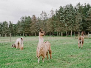 Lama 'lar yemyeşil bir alanda özgürce dolaşır bulutlu bir gökyüzünün altındaki sakin atmosferin tadını çıkarırlar..