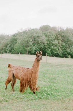 Kahverengi bir lama bulutlu bir gökyüzünün altında canlı yeşil bir tarlada yürür ve kabarık kürkünü doğada gösterir..