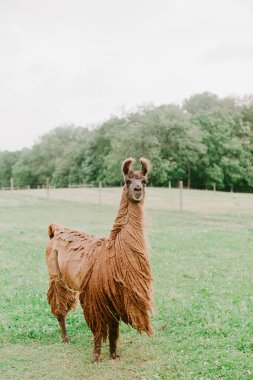 Bir lama bulutlu bir gökyüzünün altındaki dağınık ağaçların arasında canlı yeşil bir çayırda poz verir..