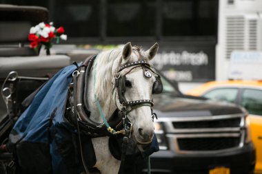 Siyah bir koşum takımı içinde gri bir at, çiçeklerle süslenmiş bir arabanın yanında, hareketli bir caddede duruyor..