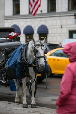 Mavi kıyafetli gri bir at, kalabalık bir şehir bölgesinde sabırla bekler..