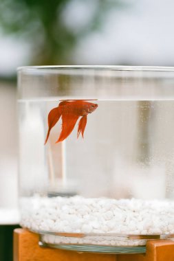 Canlı kırmızı bir balık kristal berrak suda süzülür. Beyaz çakıl taşlarıyla dolu bir kasede. Güneşin altında güneşlenir..