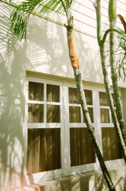 Işık, palmiye ağaçları tarafından çerçevelenmiş bir pencereye güzel gölgeler bırakır. Tropikal bir yerde sakin bir atmosfer yaratır..