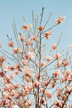 Çiçekler bir kiraz ağacının dallarını doldurur. Açık bir bahar gününde pembe çiçekler sergiler..