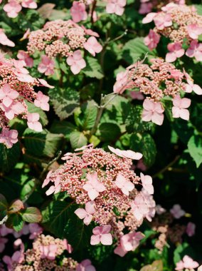 Narin pembe ortanca çiçekleri verimli bir bahçeyi doldurarak bahar güneşinde canlı ve renkli bir görüntü oluşturur..