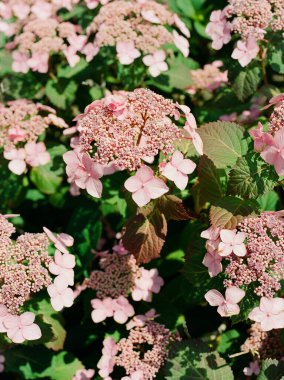 Hassas pembe ortanca kümeleri bahar güneşinin son saatlerinde yemyeşil bir bahçeye renk getirir..