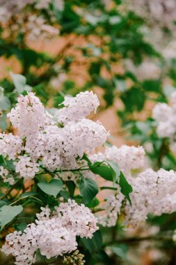 İlkbaharda bahçeye yayılan leylak çiçekleri narin çiçekler ve yemyeşil yapraklar sergiliyor..