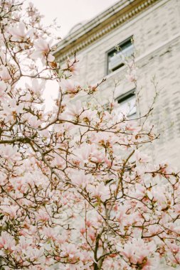Narin pembe manolya çiçekleri bahar zamanı tarihi bir taş cephesinin yanında çiçek açar..