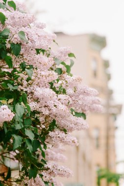 Narin pembe çiçekler, arka planda binalar olan şehir caddesi boyunca bir çalılıkta çiçek açar..