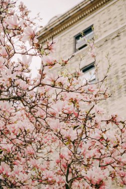 Güzel manolya çiçekleri dalları kaplar, bir bahar günü eski bir taş yapının cazibesini arttırır..