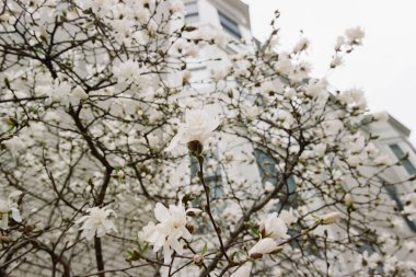 Beyaz manolya çiçekleri, şehir ortamında bulutlu bir bahar gününde tarihi bir binanın zeminine çiçek açar..