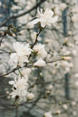 Doğal bir ortamda sakin bir bahar günü dallarda beyaz çiçekler narin bir şekilde görünür..
