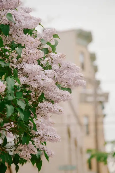 Narin leylak çiçekleri bir bahar günü şehir zeminiyle çok güzel zıtlaşır..