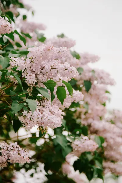 Yumuşak pembe çiçekler yemyeşil bir çalıyı kaplıyor. Baharın güneşli bir gününde canlı bir doğa gösterisi sergiliyor..