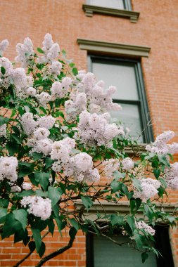 Bir leylak ağacı, bir tuğla binanın yanında narin çiçeklerle açar ve baharın güzelliğini kutlar..