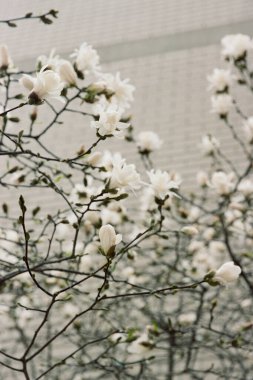 Narin beyaz manolya çiçekleri bahar boyunca bulanık bir arka planda canlı bir şekilde çiçek açar..