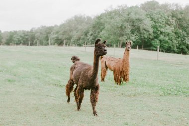 Kalın kürklü iki lamba, bulutlu bir günde ağaçlarla çevrili yeşil bir tarlayı keşfeder ve otlar..