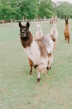 Lama 'lar yemyeşil bir arazide otlar ve keşfederler, huzurlu bir kırsal alanda güneşli bir öğleden sonranın tadını çıkarırlar..